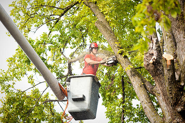 Trusted Michigan City, IN Tree Services Experts